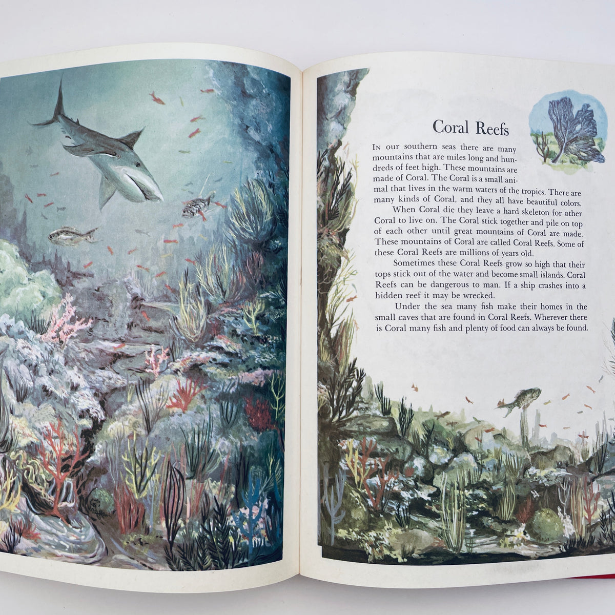 Wonders of Nature: A Child's Introduction to the World of Animals, Plants, Birds, Fish & Insects