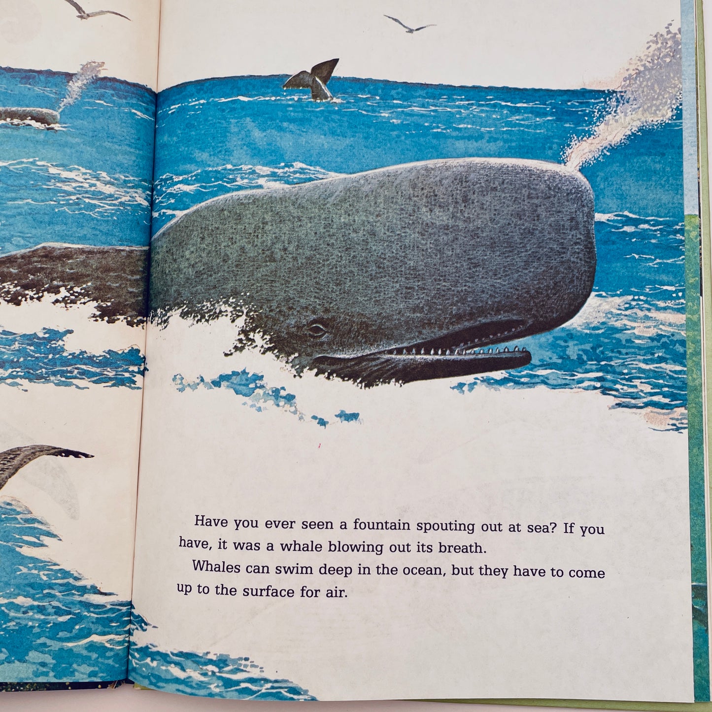 Whales