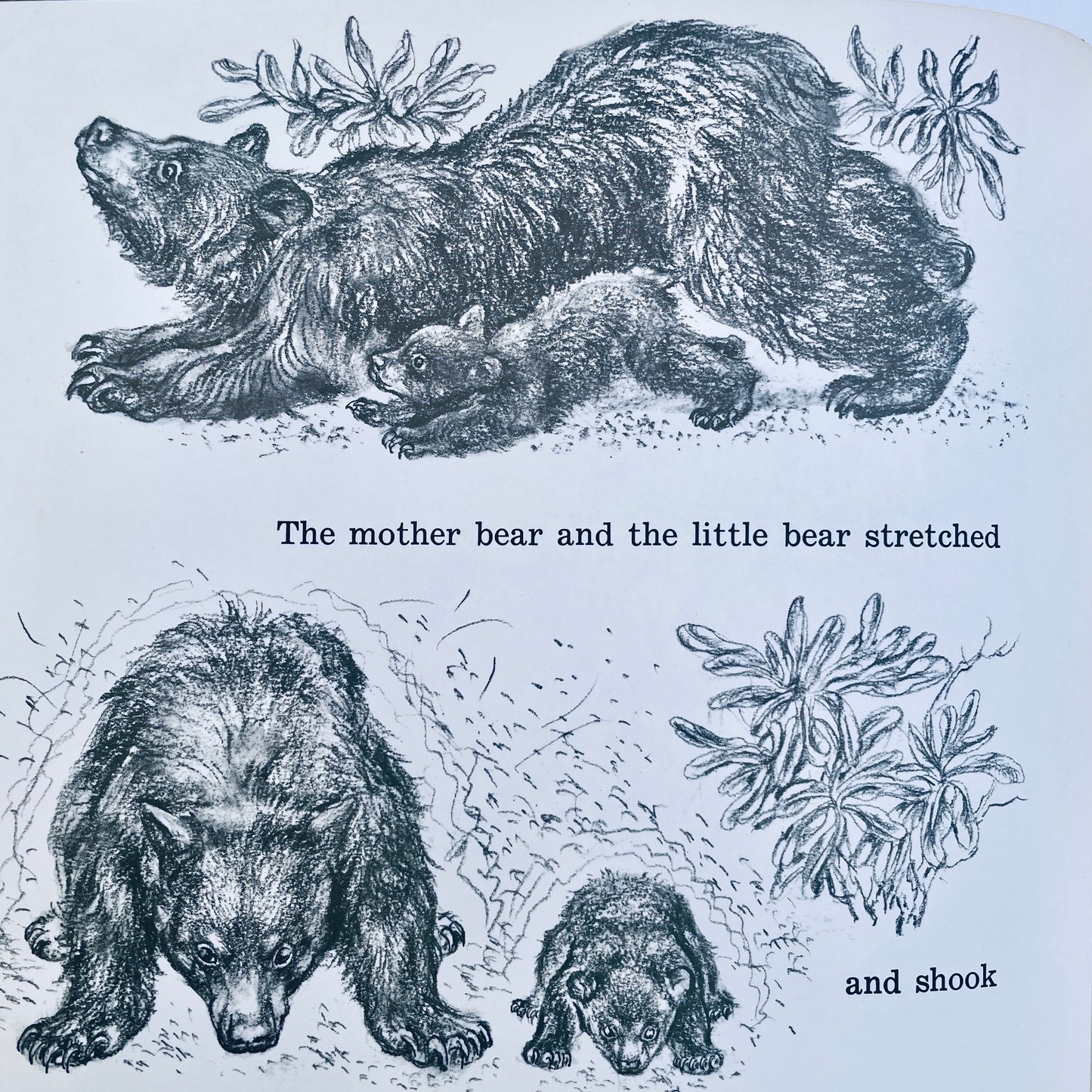 The Picnic Bear