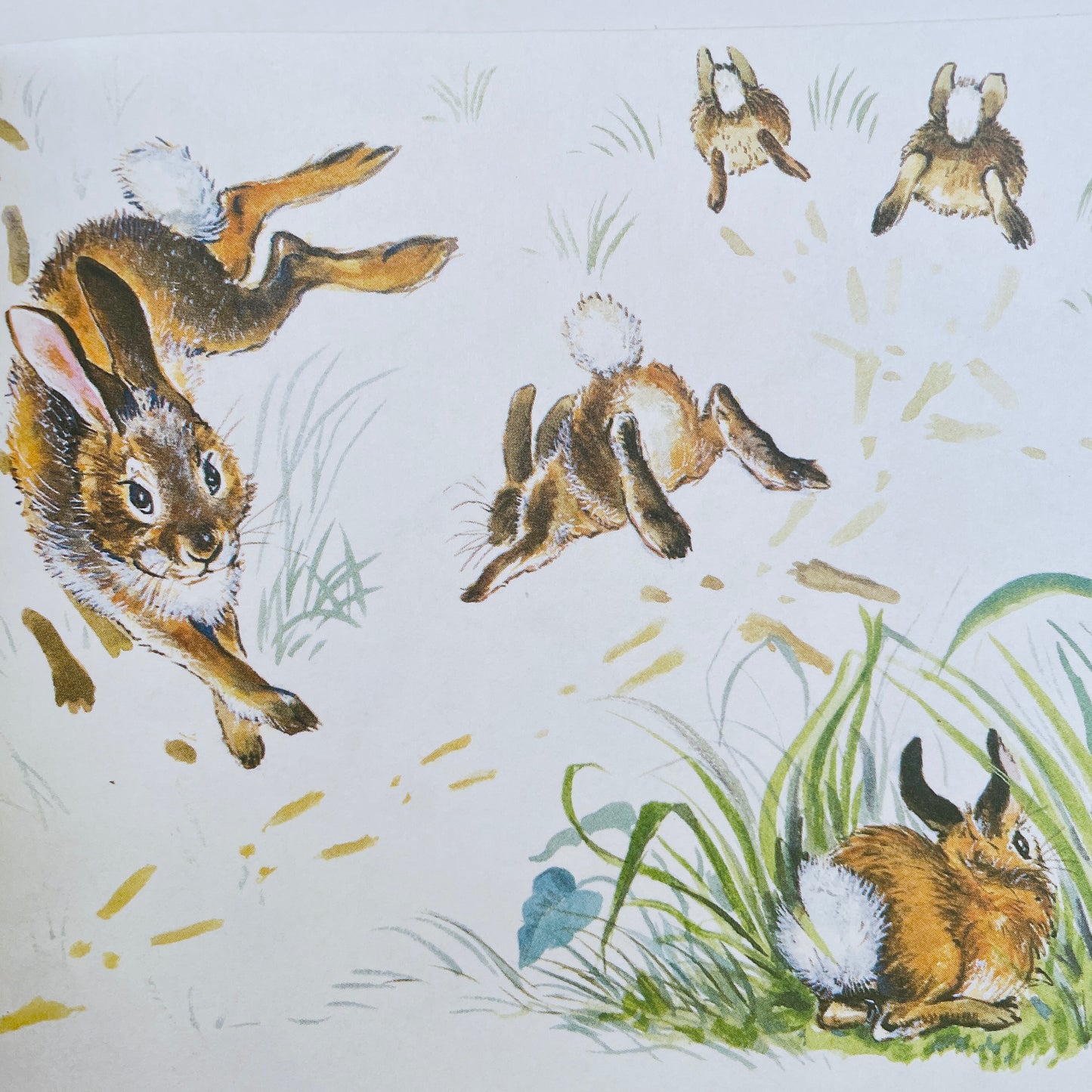 Little Cottontail (1988)