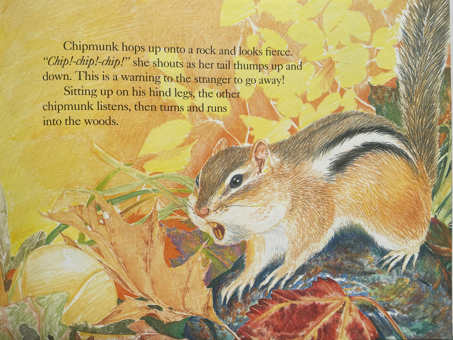 Chipmunk at Hollow Tree Lane (Smithsonian's Backyard Book)