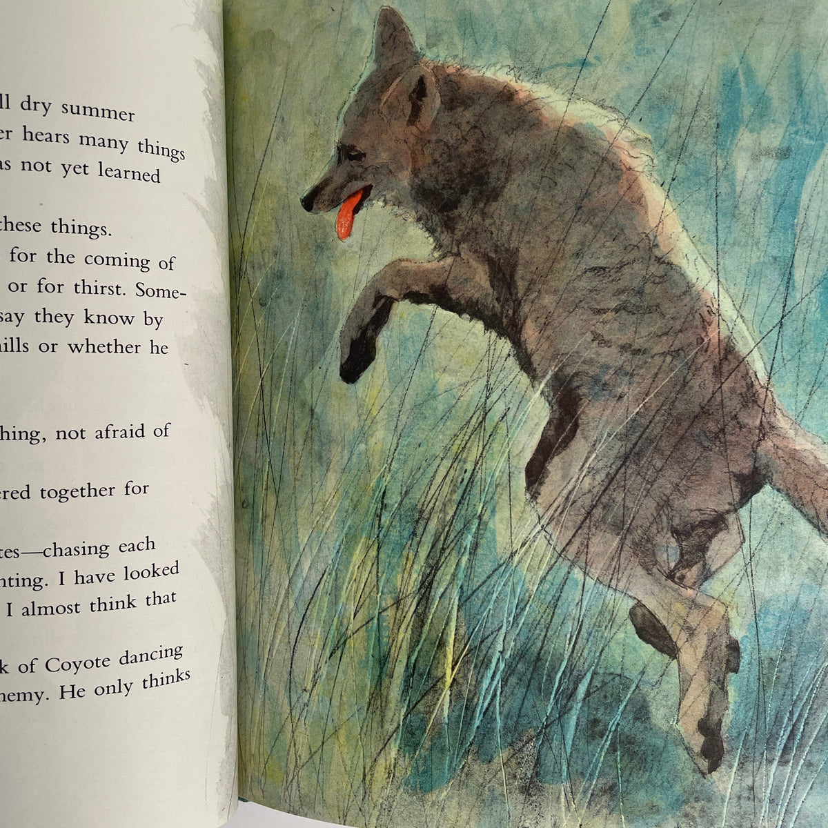 Coyote Cry