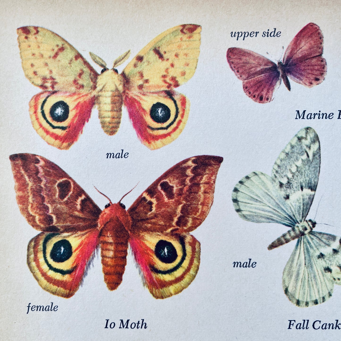 Butterflies and Moths (The Golden Library of Knowledge)