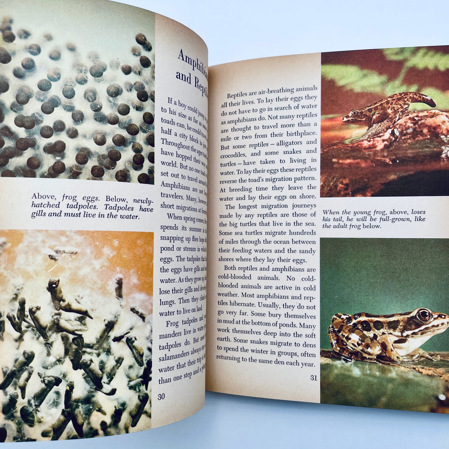Animals and their Travels (The Golden Library of Knowledge)