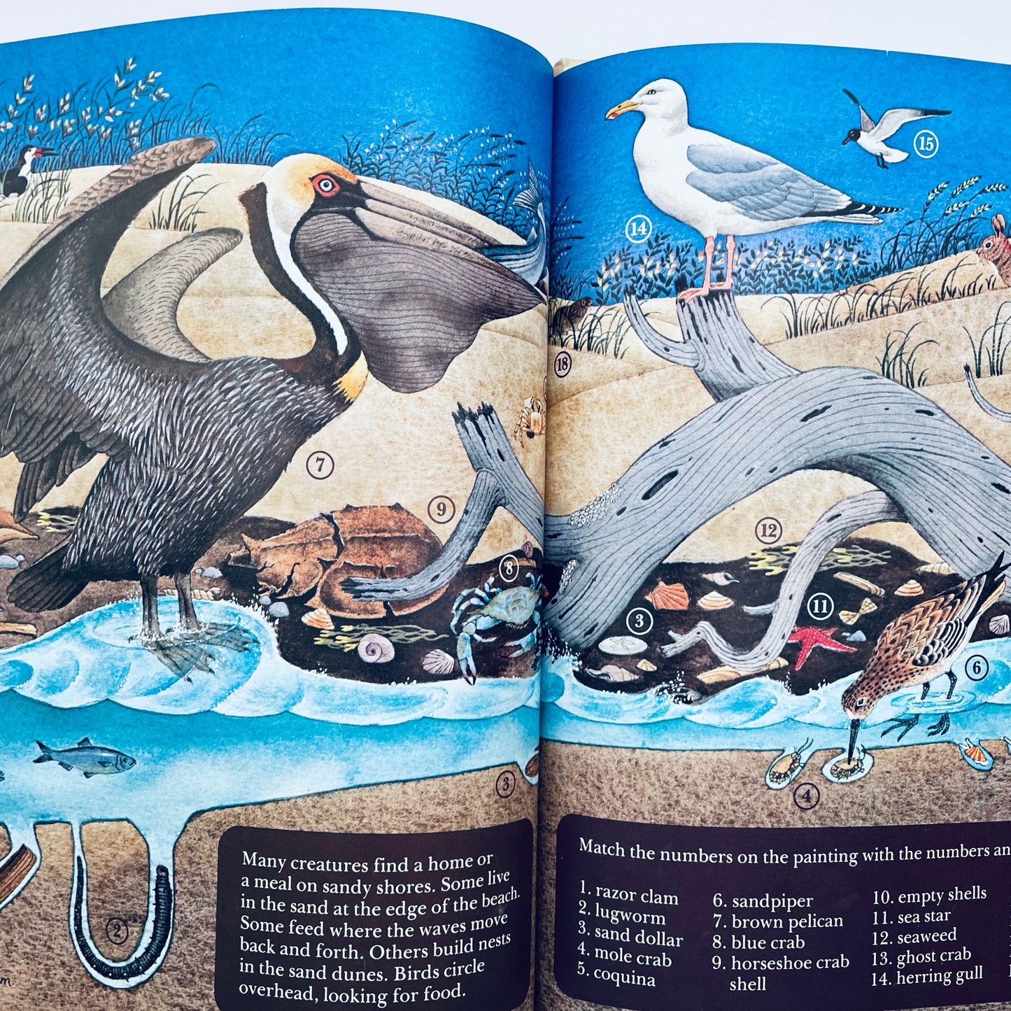 Exploring the Seashore (National Geographic Books for Young Explorers)