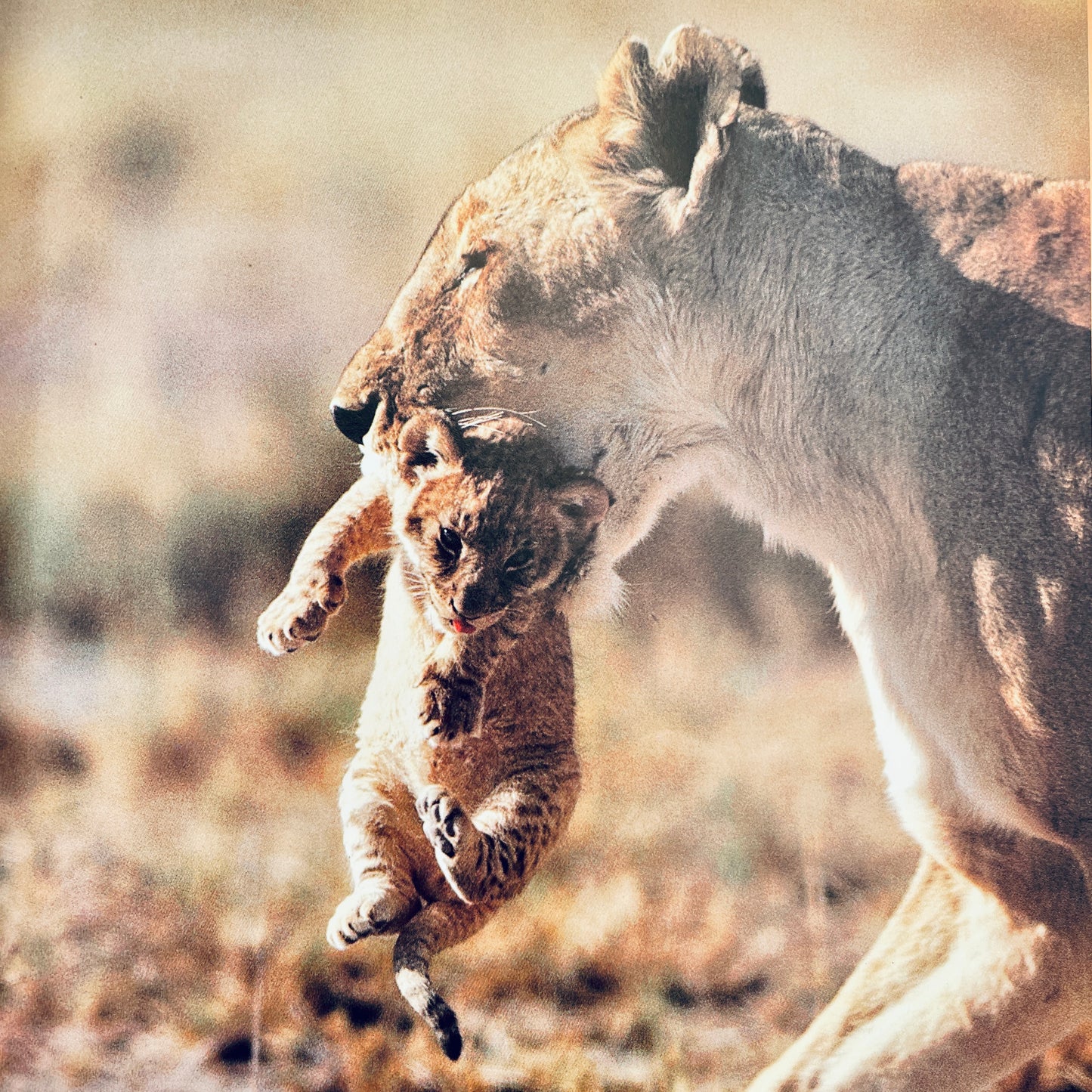 How Animals Care for Their Babies (National Geographic Books for Young Explorers)