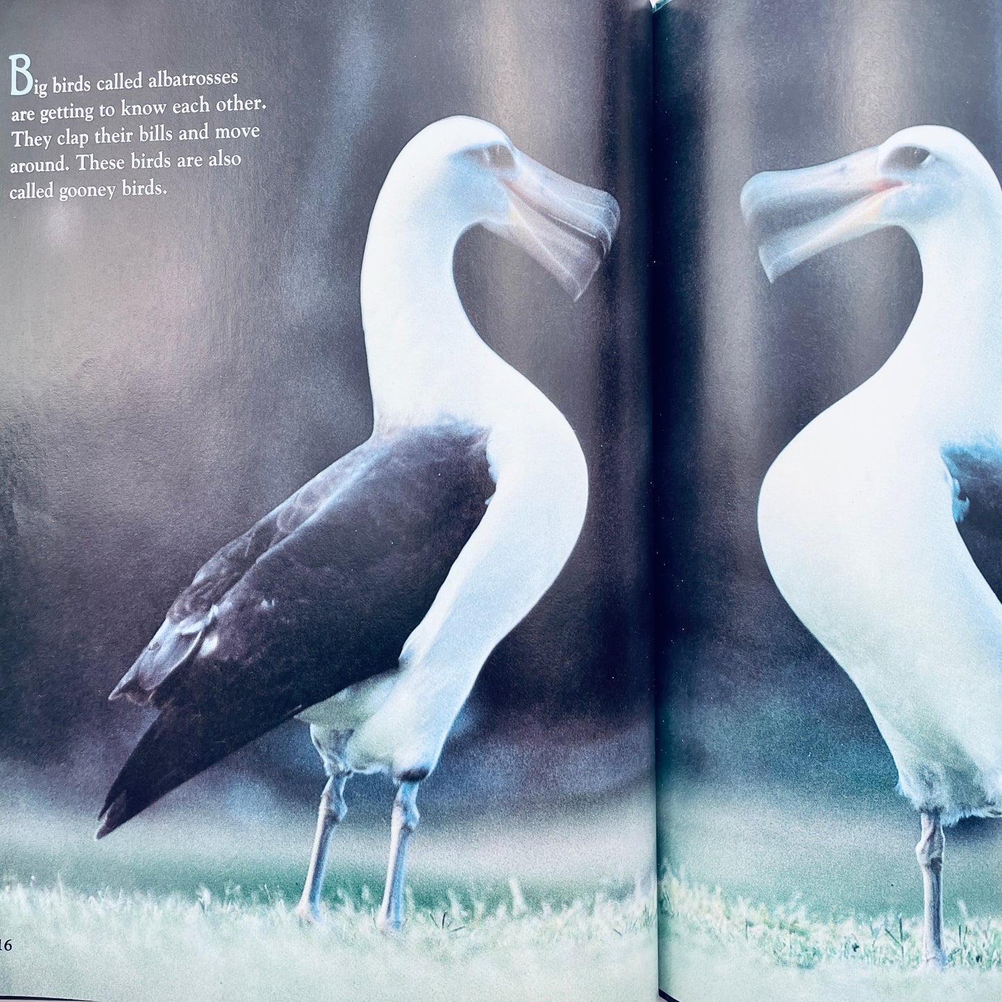How Animals Talk (National Geographic Books for Young Explorers)