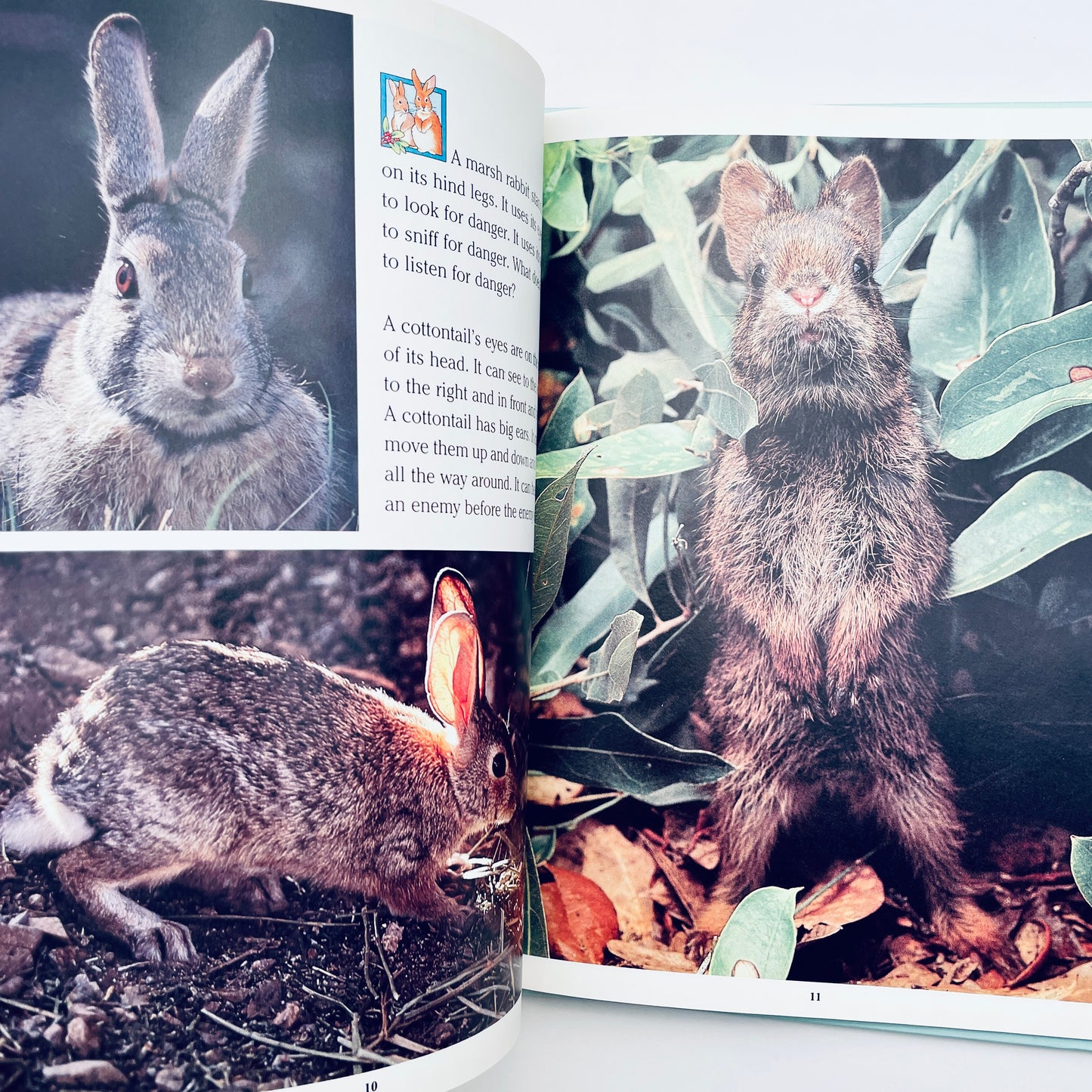 Cottontails: Little Rabbits of Field and Forest (National Geographic Books for Young Explorers)