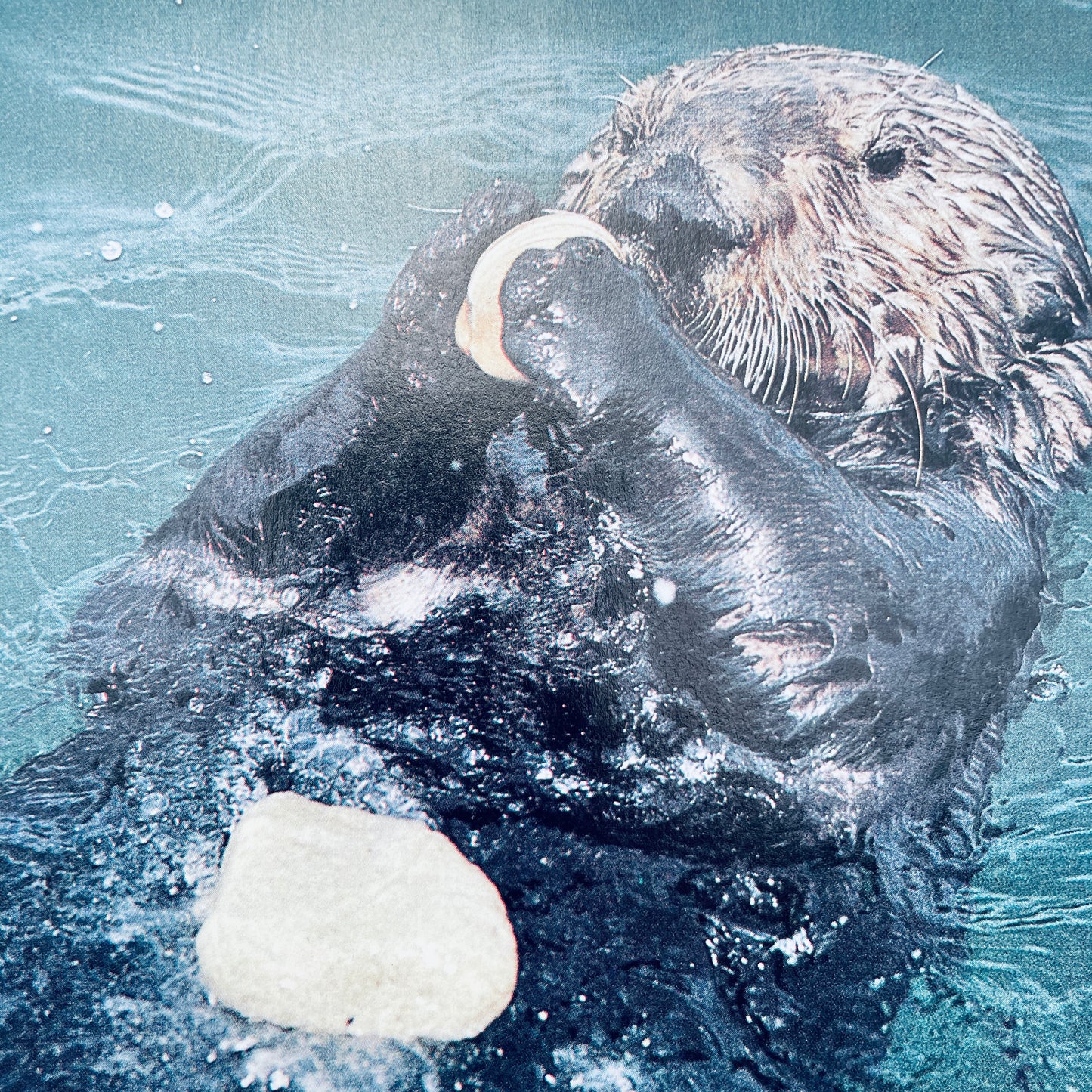 Amazing Otters (National Geographic Books for Young Explorers)