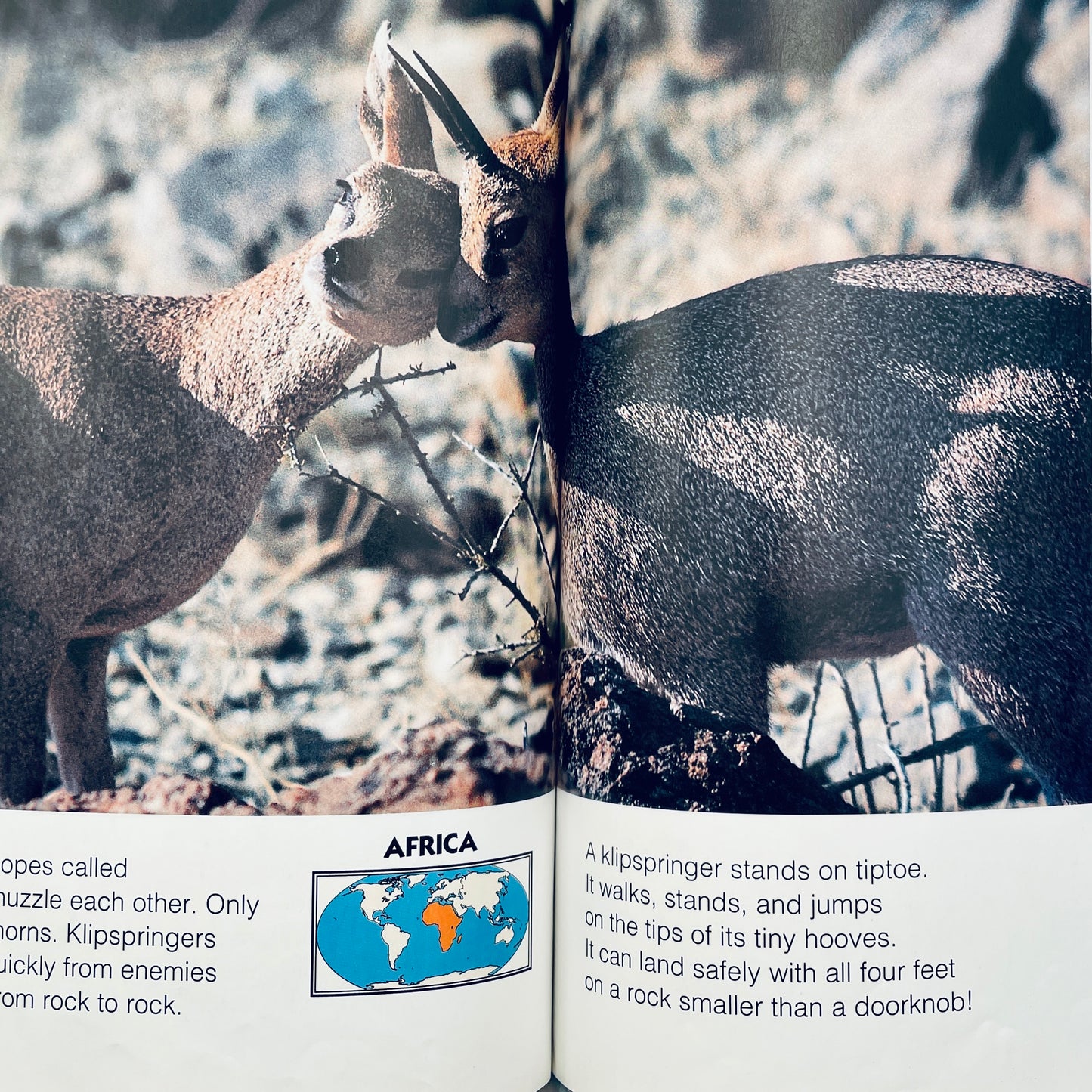 Animals of the High Mountains (National Geographic Books for Young Explorers)