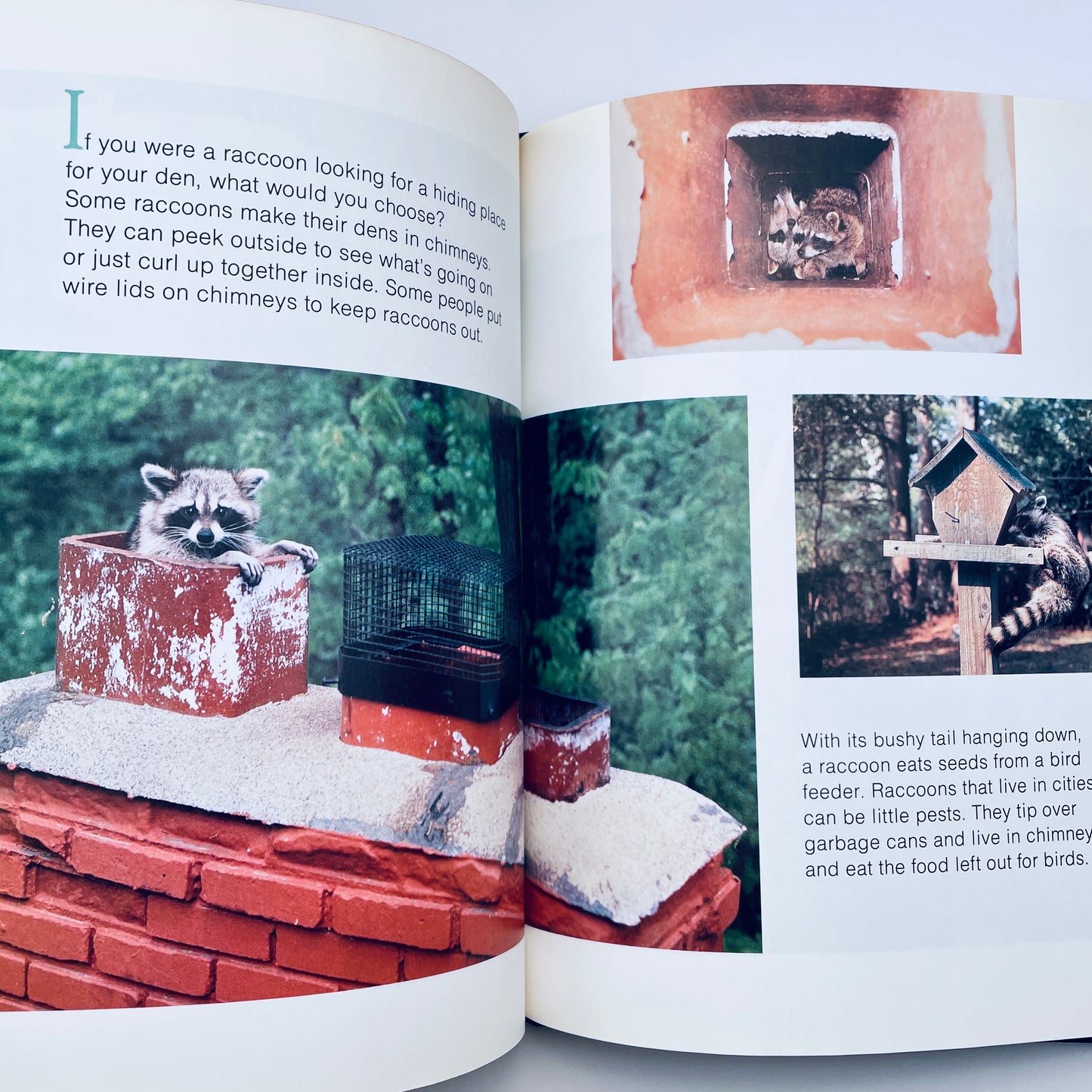 Raccoons (National Geographic Books for Young Explorers)