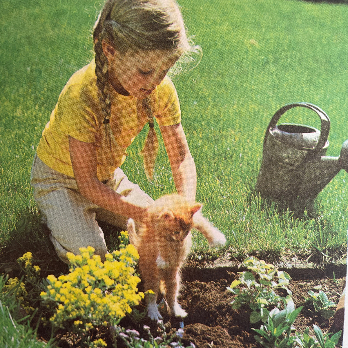 The Little Kitten
