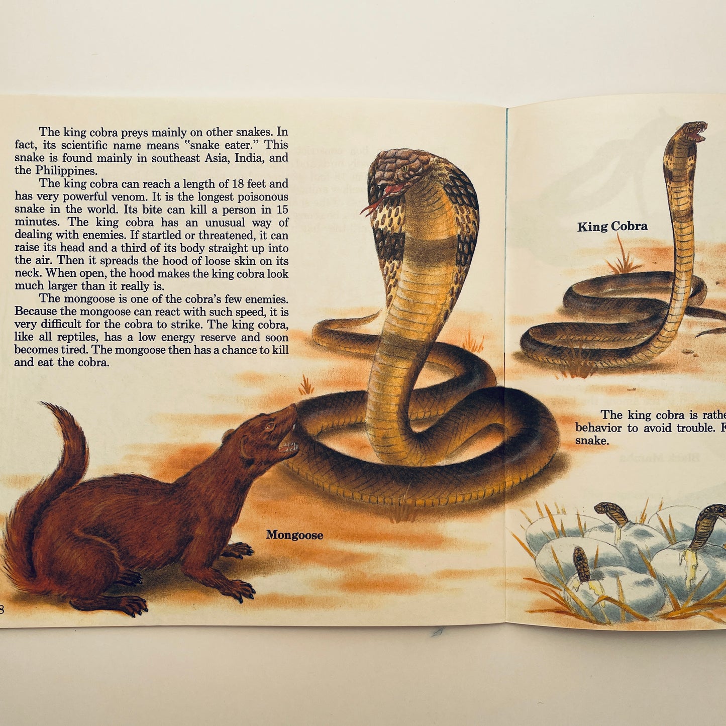 Instant Guide to Snakes & Other Reptiles (Dial-An-Animal)