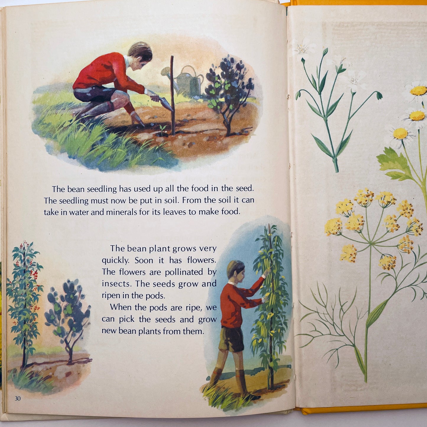 How Flowers Live (Starting Point Library)