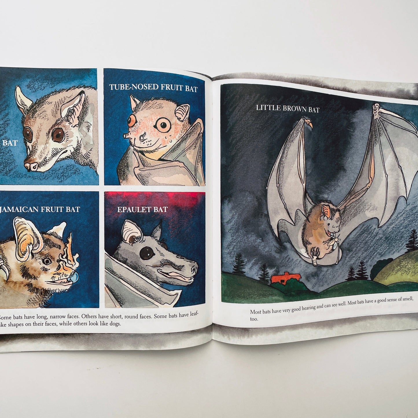 Bats