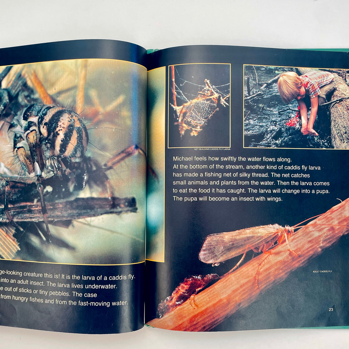 Life in Ponds and Streams (National Geographic Books for Young Explorers)