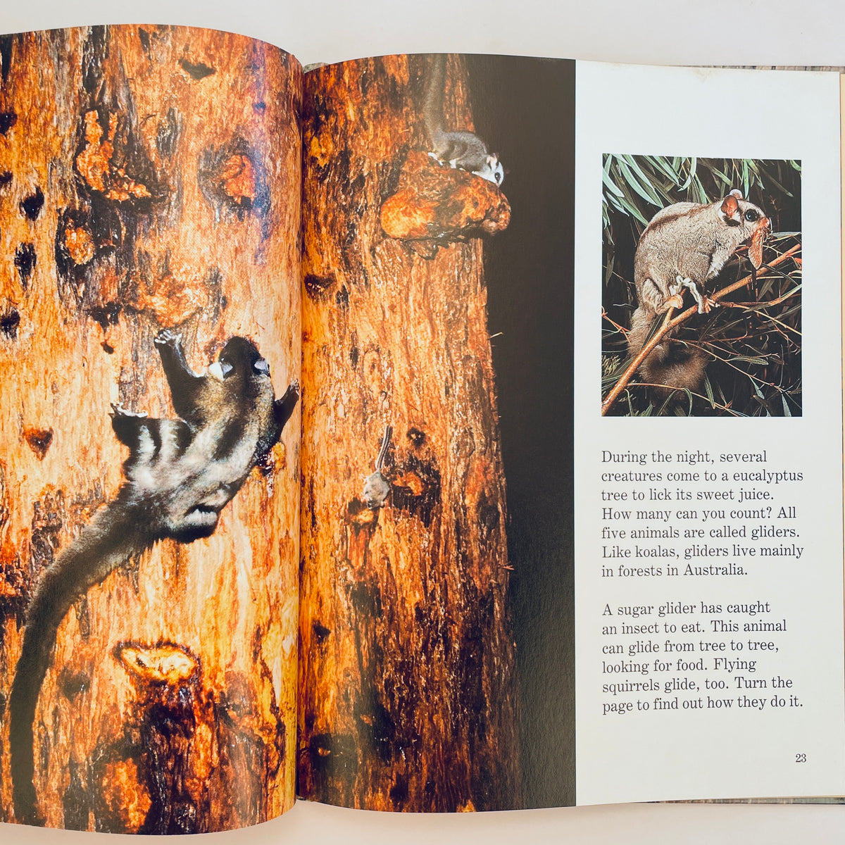Animals That Live in Trees (National Geographic Books for Young Explorers)