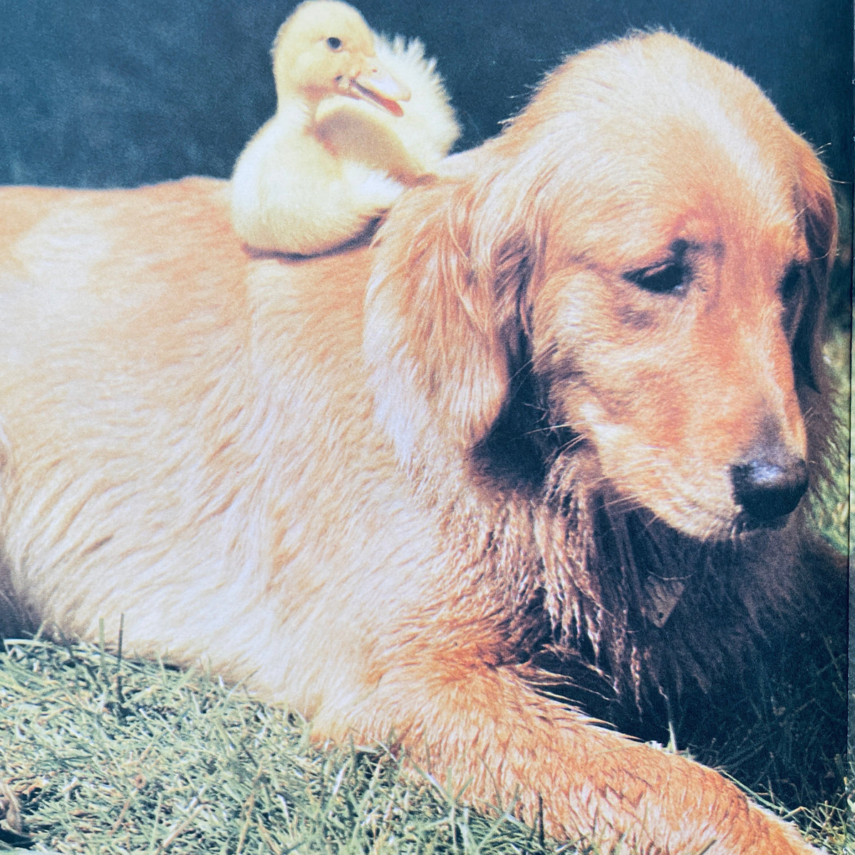 The Little Duck