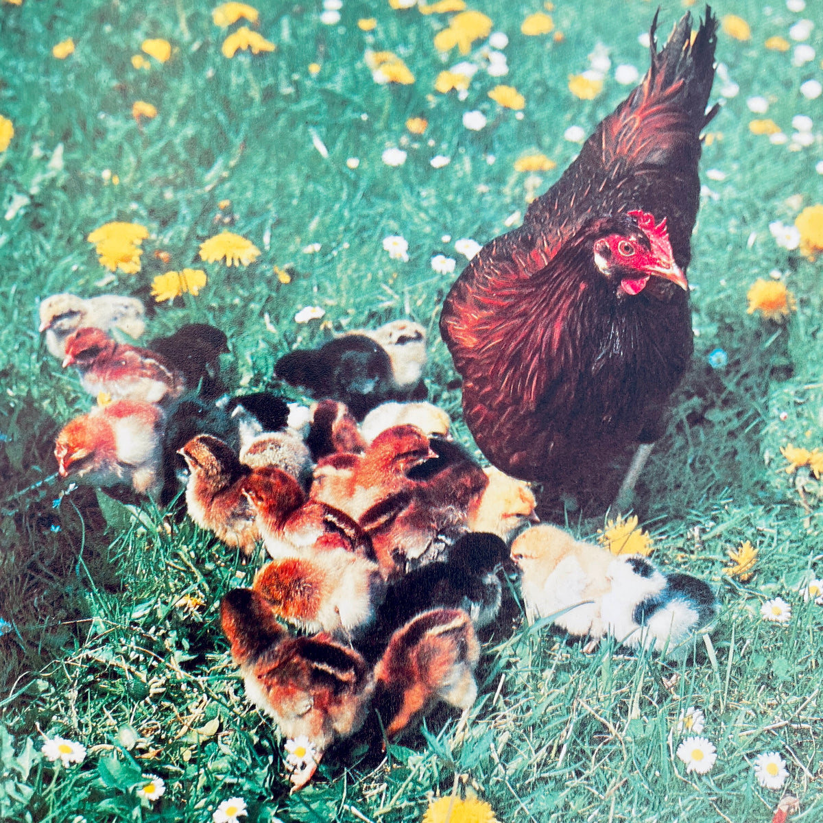 Baby Farm Animals (National Geographic Books for Young Explorers)