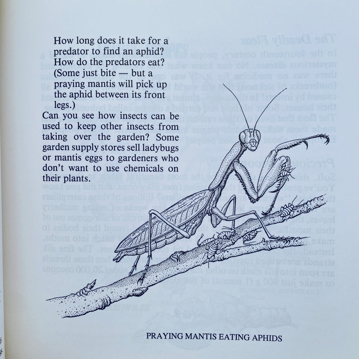 Looking at Insects: A Book of Things to See and Do