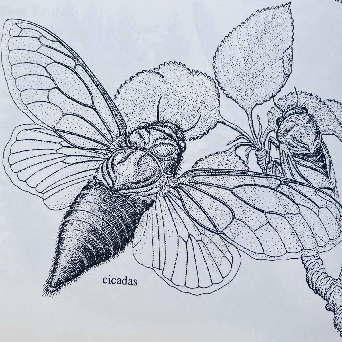 Looking at Insects: A Book of Things to See and Do