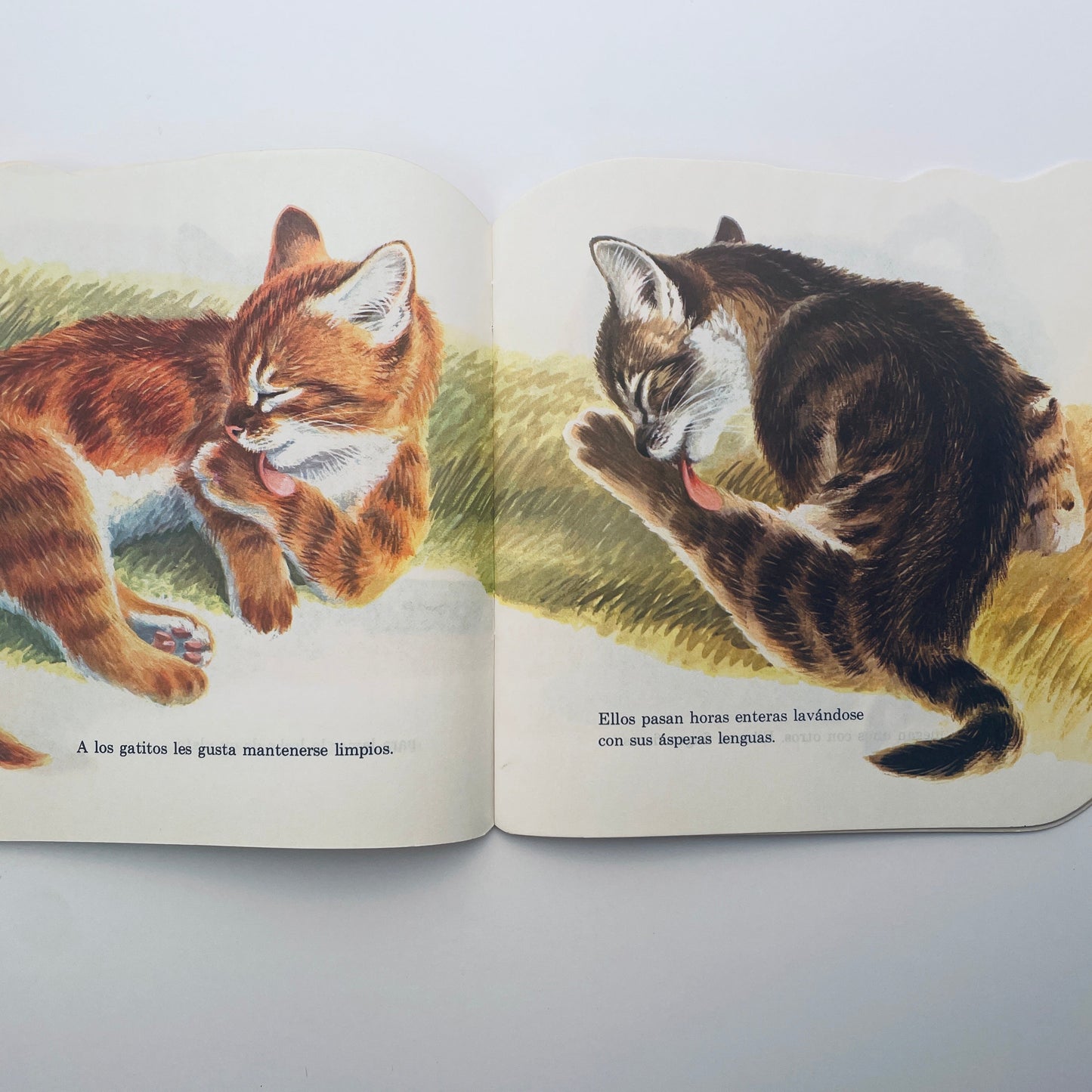 Los Gatitos (Kittens Are Like That–Spanish)