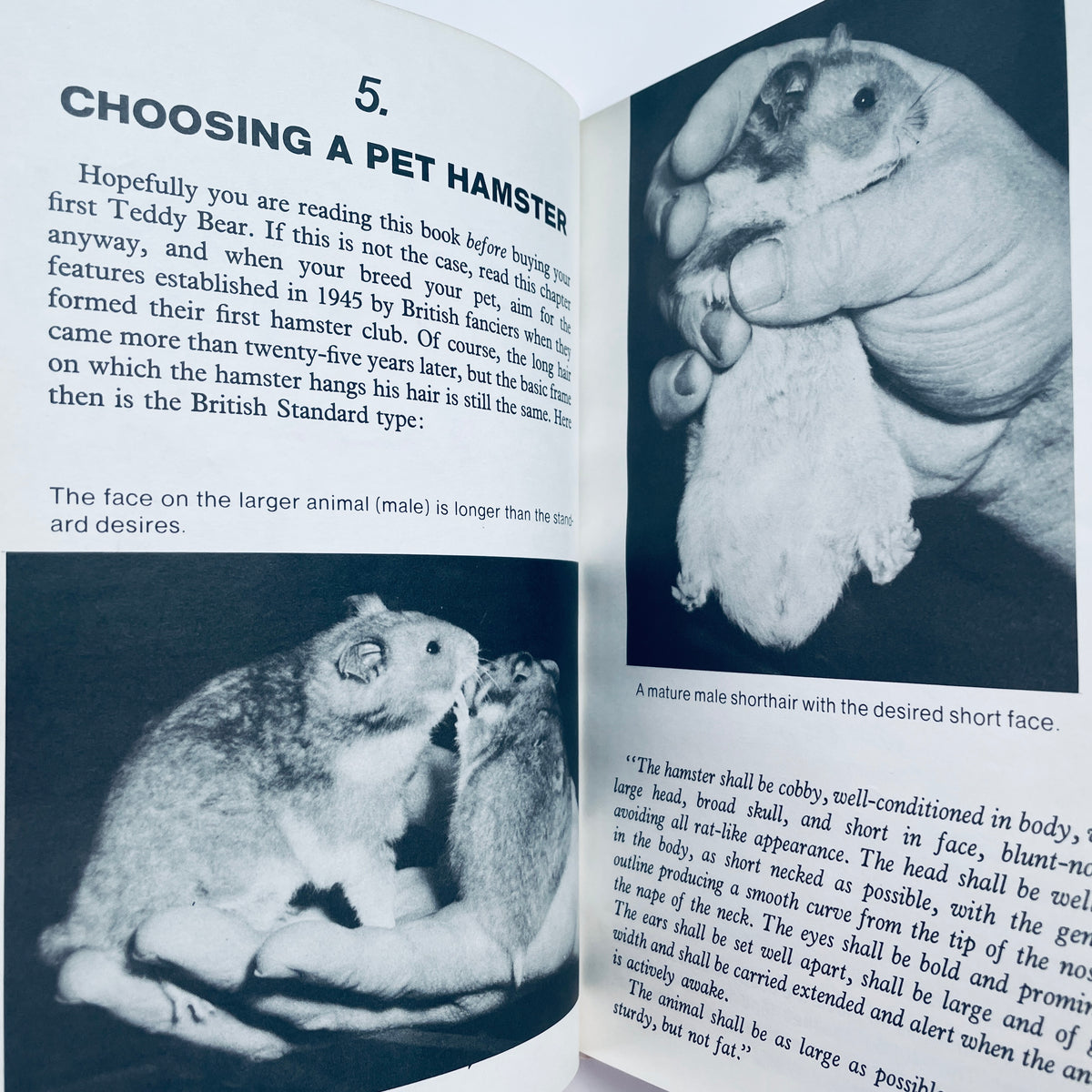 Teddy Bear Hamsters