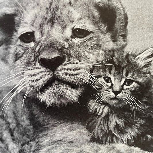RARE The Sleepy Little Lion by Margaret Wise Brown, photographs by Ylla