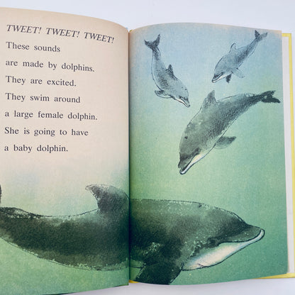 Dolphin