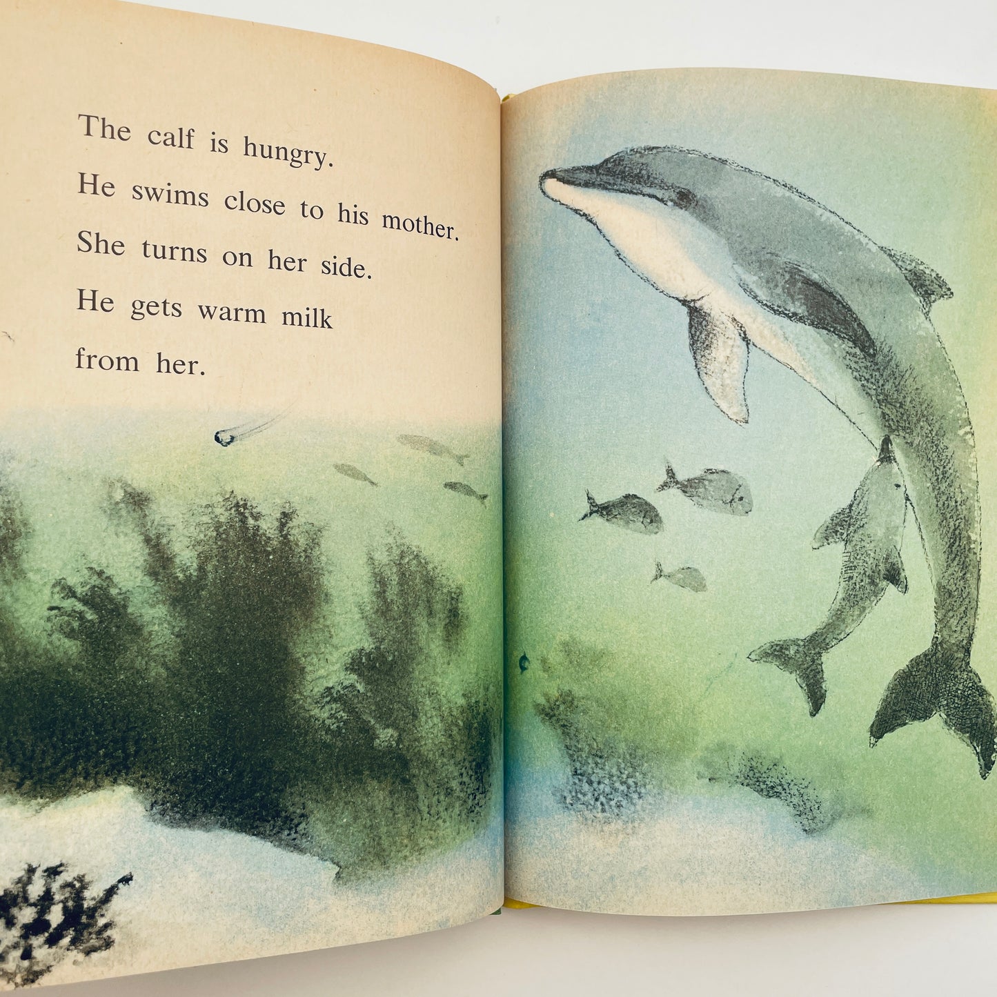 Dolphin
