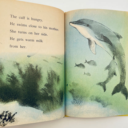 Dolphin