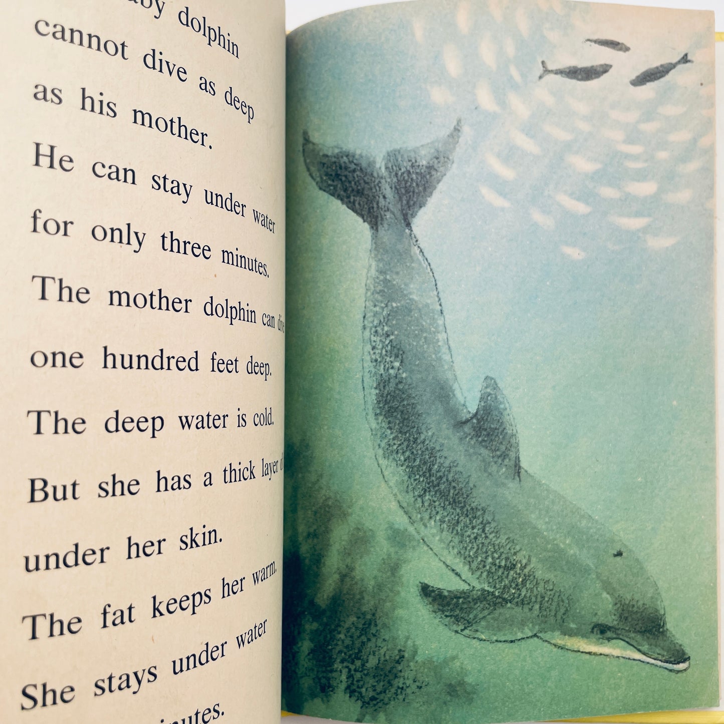 Dolphin
