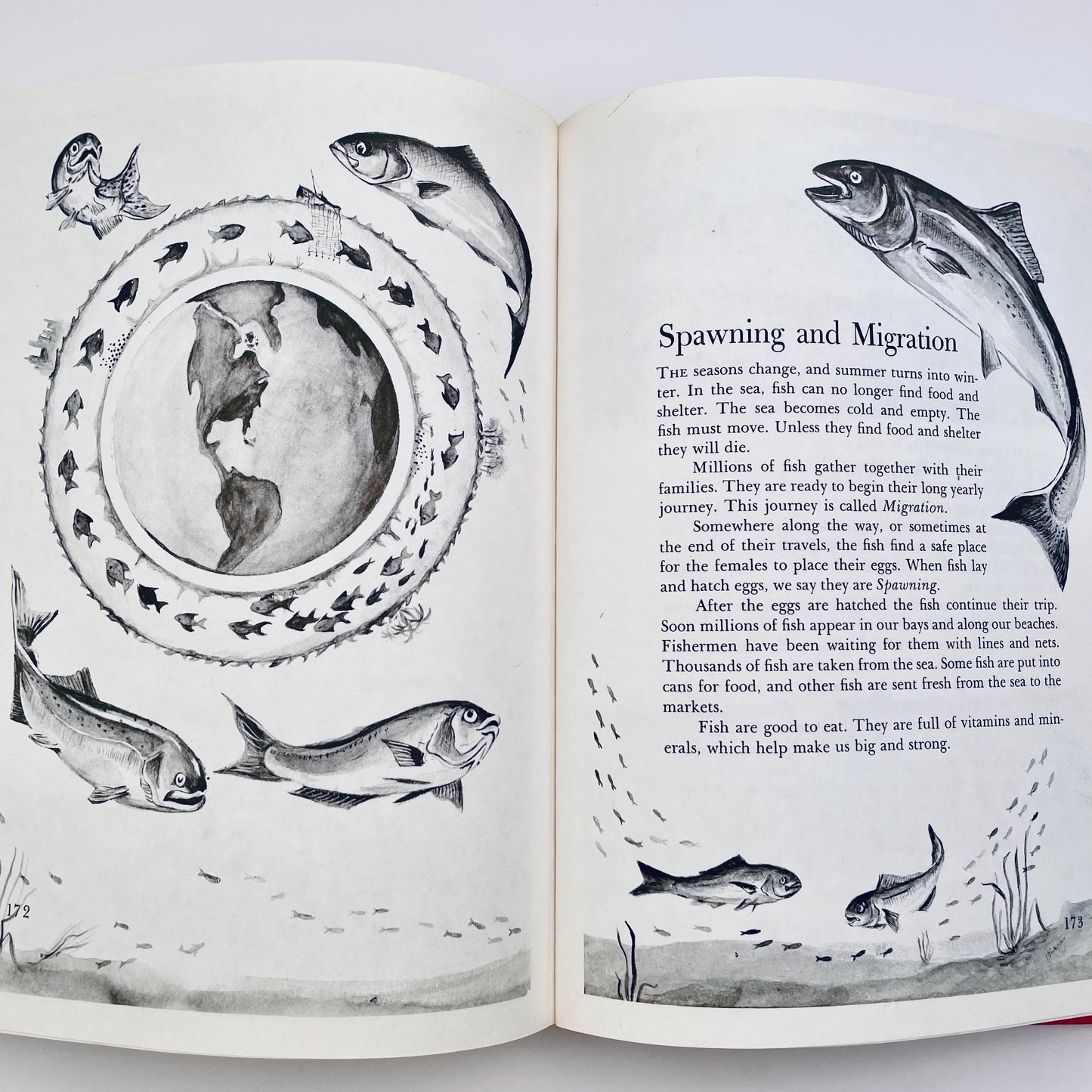 Wonders of Nature: A Child's Introduction to the World of Animals, Plants, Birds, Fish & Insects