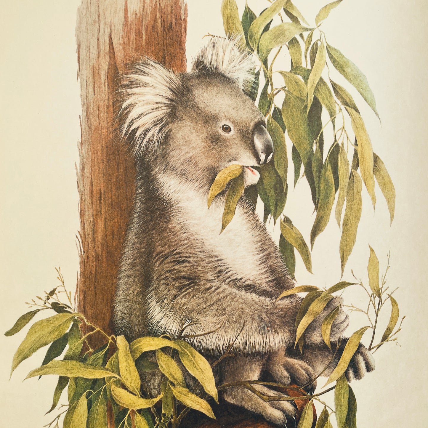Koalas