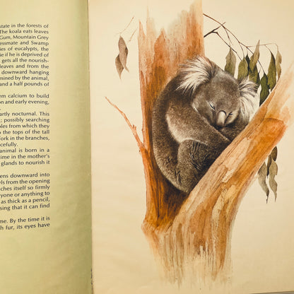 Koalas
