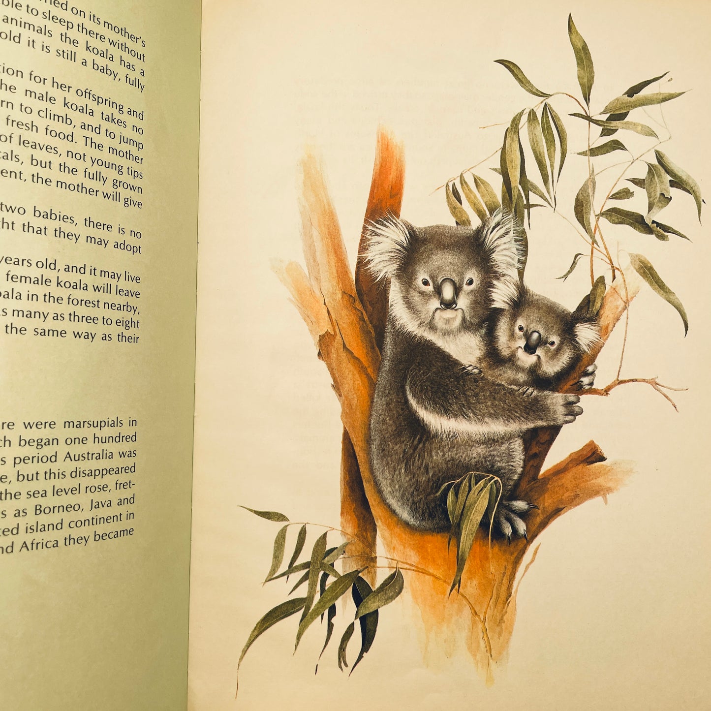 Koalas