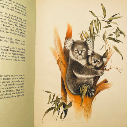 Koalas