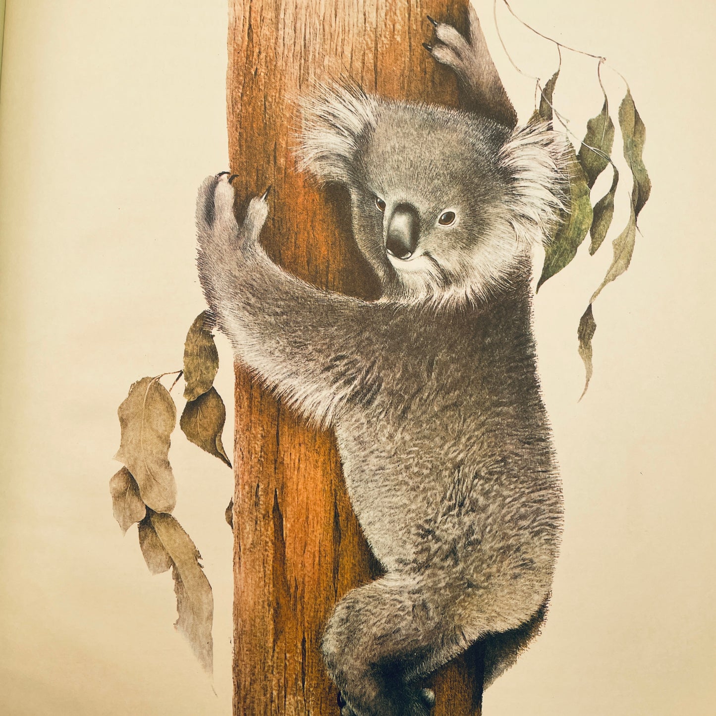 Koalas