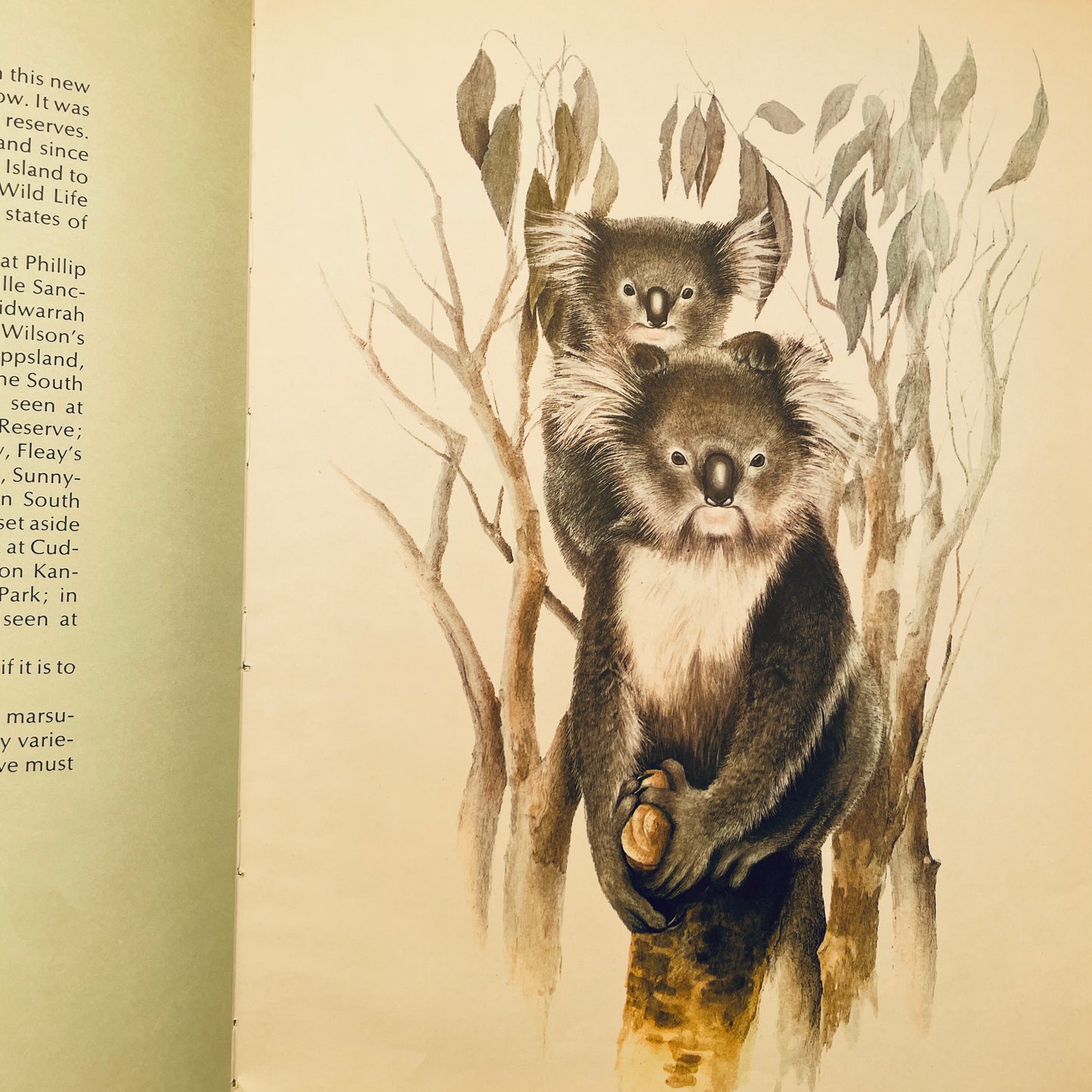 Koalas
