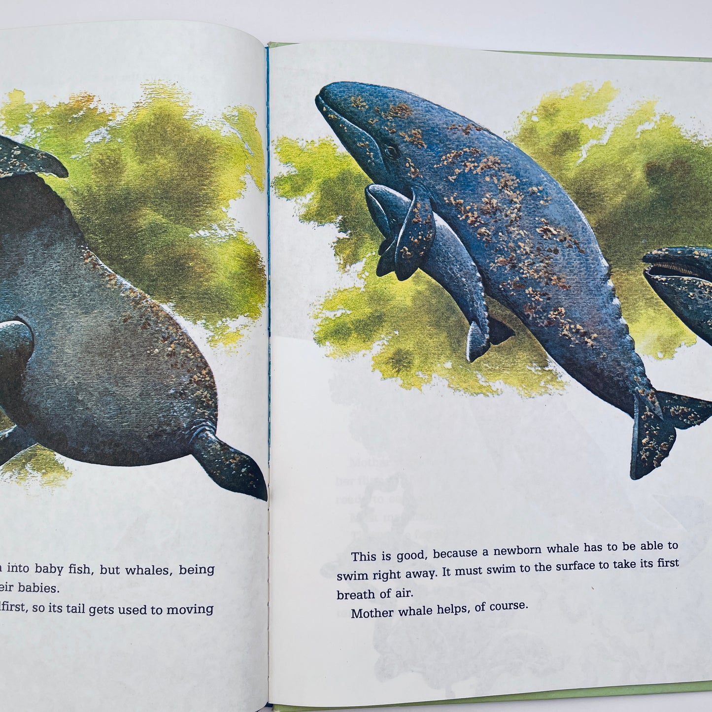 Whales