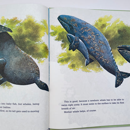 Whales