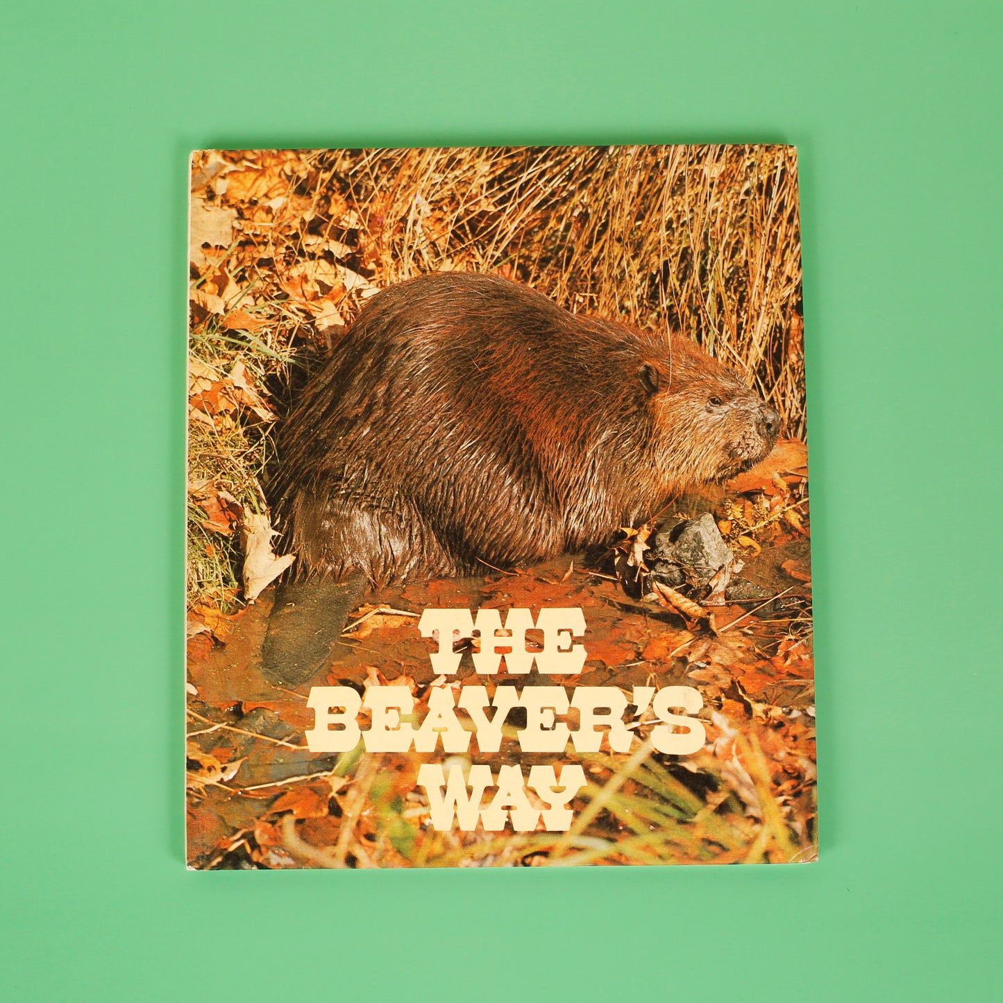 The Beaver's Way (Ranger Rick's Best Friends)