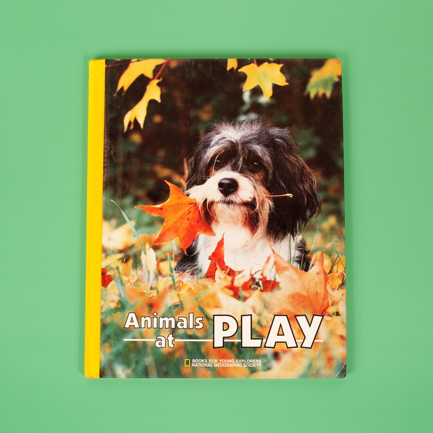 Animals at Play (National Geographic Books for Young Explorers)