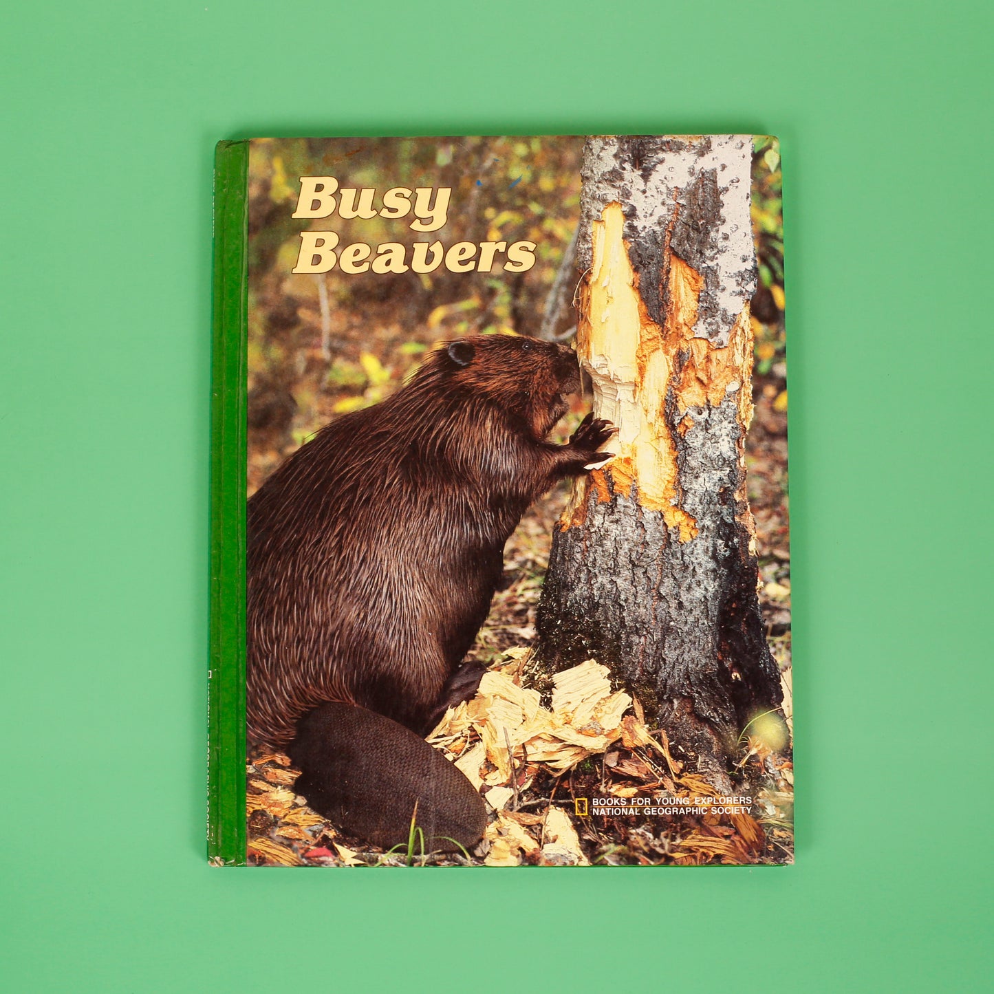 Busy Beavers (National Geographic Books for Young Explorers)