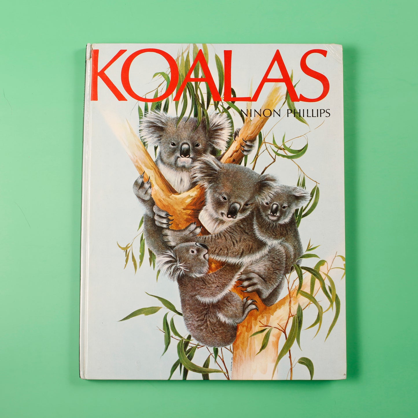 Koalas