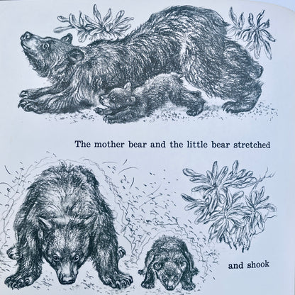 The Picnic Bear