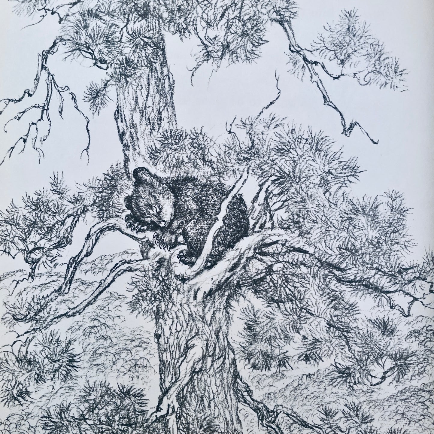 The Picnic Bear