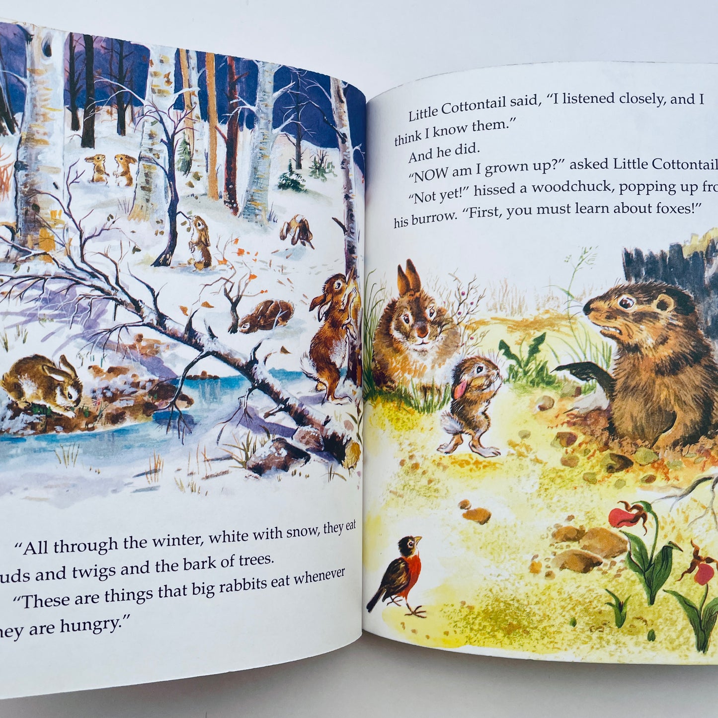 Little Cottontail (1988)