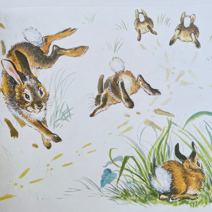 Little Cottontail (1988)