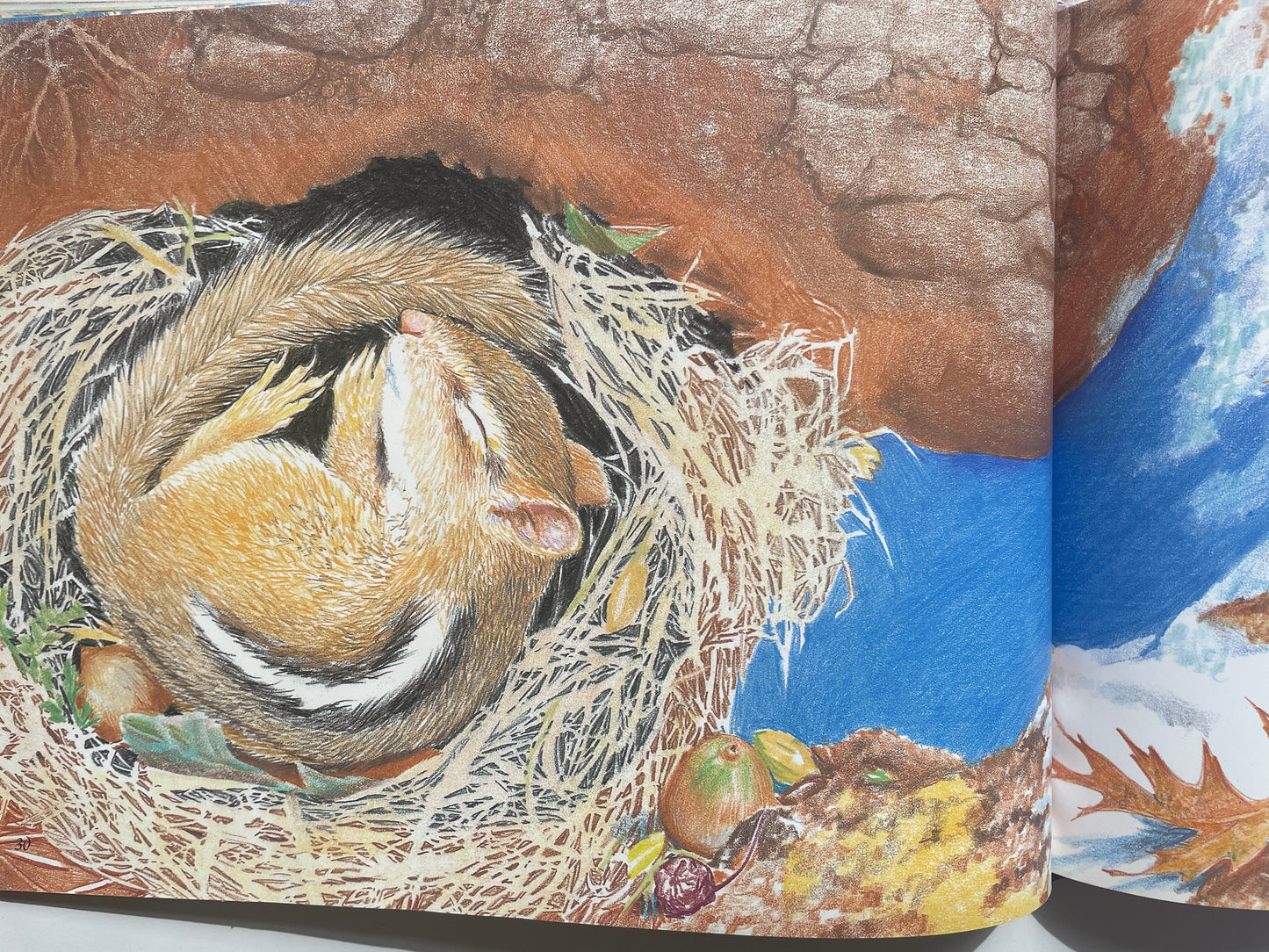Chipmunk at Hollow Tree Lane (Smithsonian's Backyard Book)